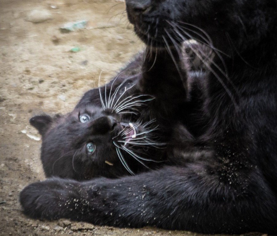 Чёрная пантера появилась на свет в Екатеринбургском зоопарке | В зоопарке Екатеринбурга родилась чёрная пантера Чёрная пантера появилась на свет в Екатеринбургском зоопарке | В зоопарке Екатеринбурга родилась чёрная пантера