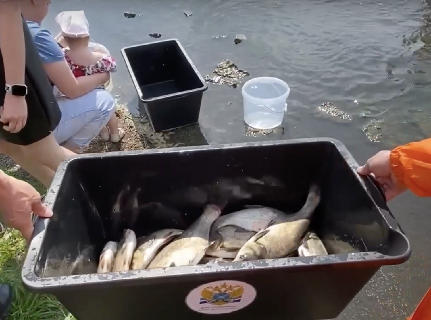 Зарыбление городского пруда в Нижнем Тагиле - Шаг к экологическому совершенствованию