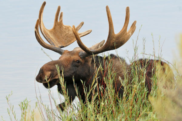 Лось выбил ворота детсада и ворвался на территорию | В Екатеринбурге лось ворвался на территорию детсада Лось выбил ворота детсада и ворвался на территорию | В Екатеринбурге лось ворвался на территорию детсада