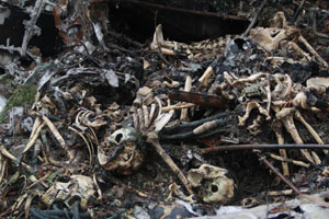 Останки погибших на месте падения АН-2 отправили на экспертизу