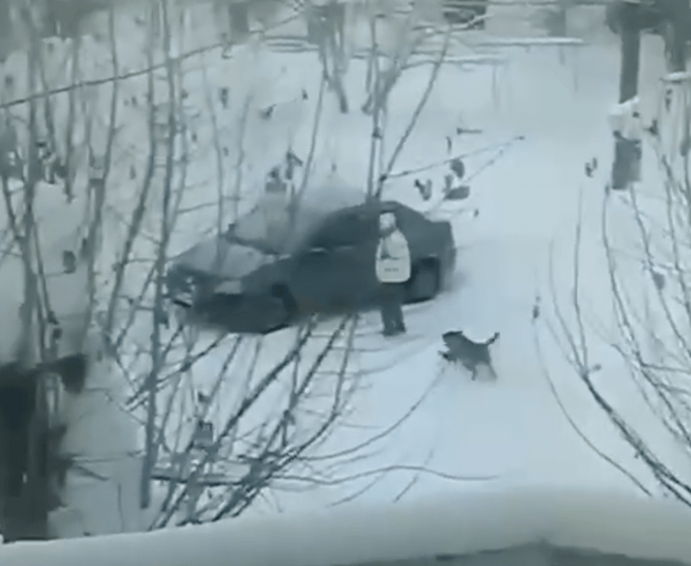 Стаи бродячих собак нападают на жителей Краснотурьинска Стаи бродячих собак нападают на жителей Краснотурьинска