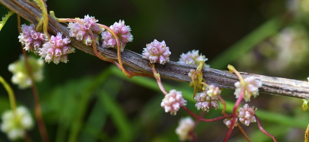 На Средний Урал из Европы привезли зараженные семена