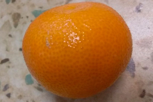 Из Африки в Свердловскую область приехали зараженные апельсины Из Африки в Свердловскую область приехали зараженные апельсины