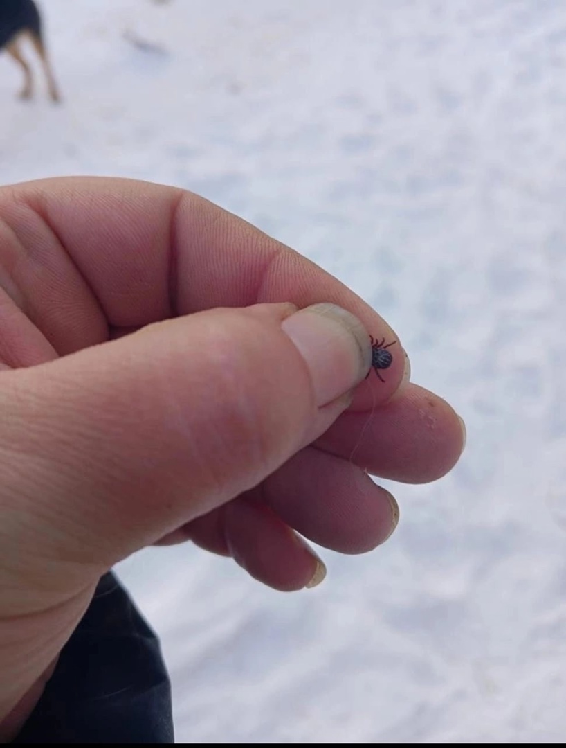 Первый в этом году случай укуса клеща зафиксировали в Свердловской области