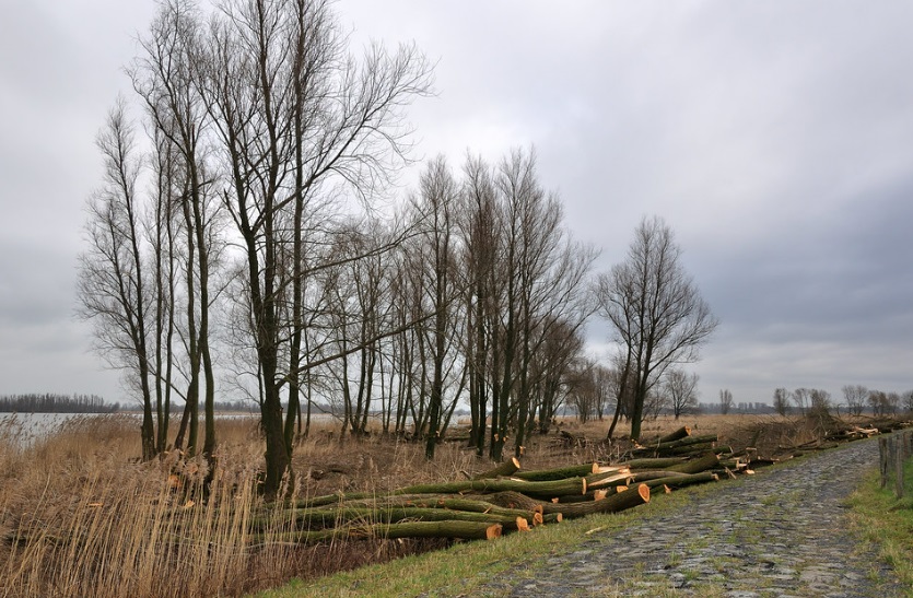 Администрация Екатеринбурга объяснила массовую вырубку деревьев в городе