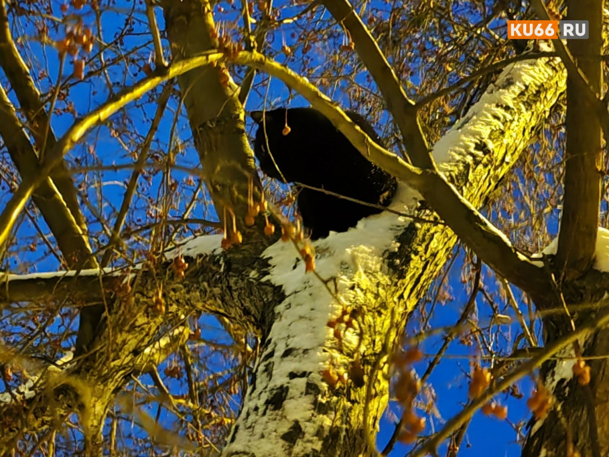 9 марта — день Иоанна Предтечи: запреты и приметы православного календаря | День Иоанна Предтечи 9 марта