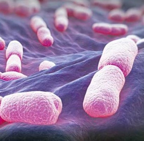 В курятине выявлена опасная бактерия, способная вызвать заболевание В курятине выявлена опасная бактерия, способная вызвать заболевание