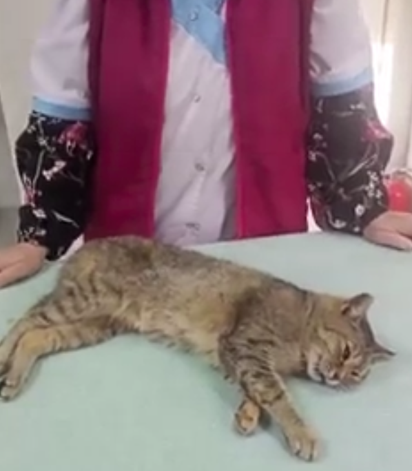 На Урале полиция расследует случай жестоких издевательств над кошкой На Урале полиция расследует случай жестоких издевательств над кошкой