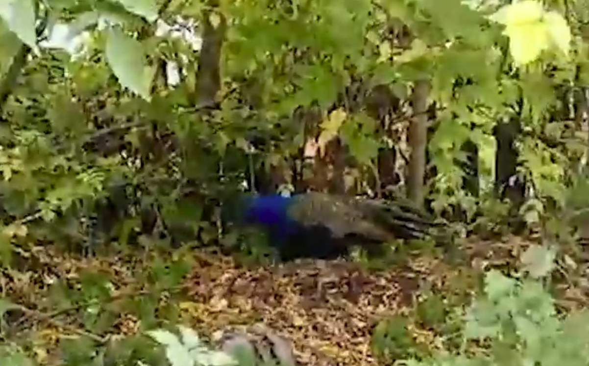 Школьники в Миассе нашли павлина в кустах