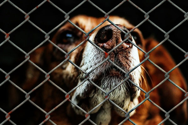 Под Челябинском собаки покусали ребёнка | В Челябинской области собаки искусали маленького мальчика