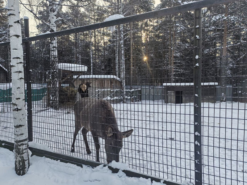 Россельхознадзор пришел с проверкой: что не так в зоопарке Первоуральска | В контактном зоопарке Первоуральска выявили нарушения при проверке