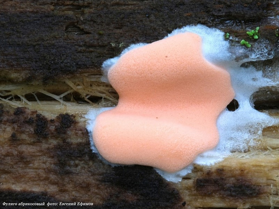 Самые необычные грибы Урала: любители «тихой охоты» делятся своими находками | Шесть видов грибов-слизевиков нашли в лесах на Урале