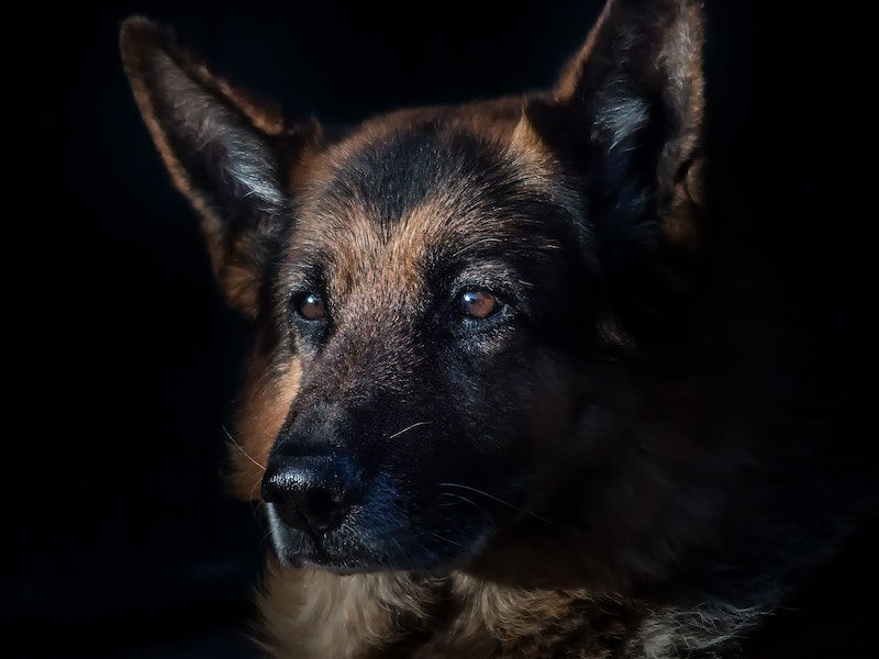 Прокуратура на Урале взыскала компенсацию после нападения безнадзорной собаки Прокуратура на Урале взыскала компенсацию после нападения безнадзорной собаки