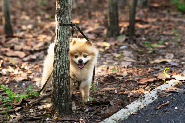 В Екатеринбурге начало работу пилотное производство косметики для домашних животных