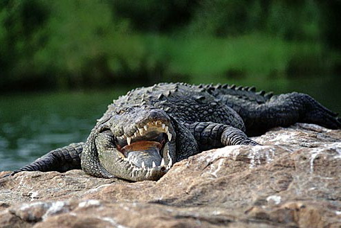 Экзотика! Россияне будут кушать антилоп и крокодилов Экзотика! Россияне будут кушать антилоп и крокодилов