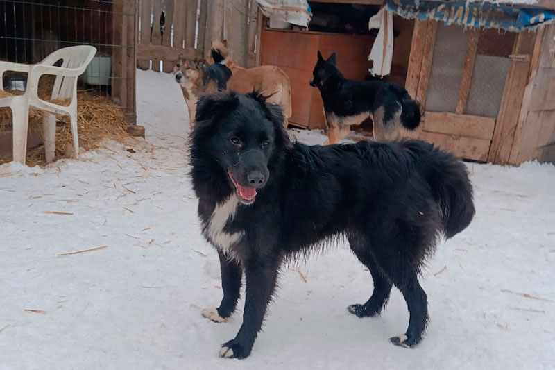 В Камышлове закрыли приют для бездомных собак: волонтёры бьют тревогу | Пункт содержания бездомных собак в Камышлове закрыт, судьба животных под вопросом