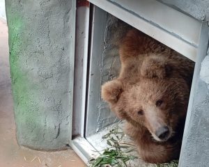 Самолёт Алма-Ата — Екатеринбург доставил на Урал двоих медведей  | Из Казахстана в Екатеринбург привезли двоих медведей 