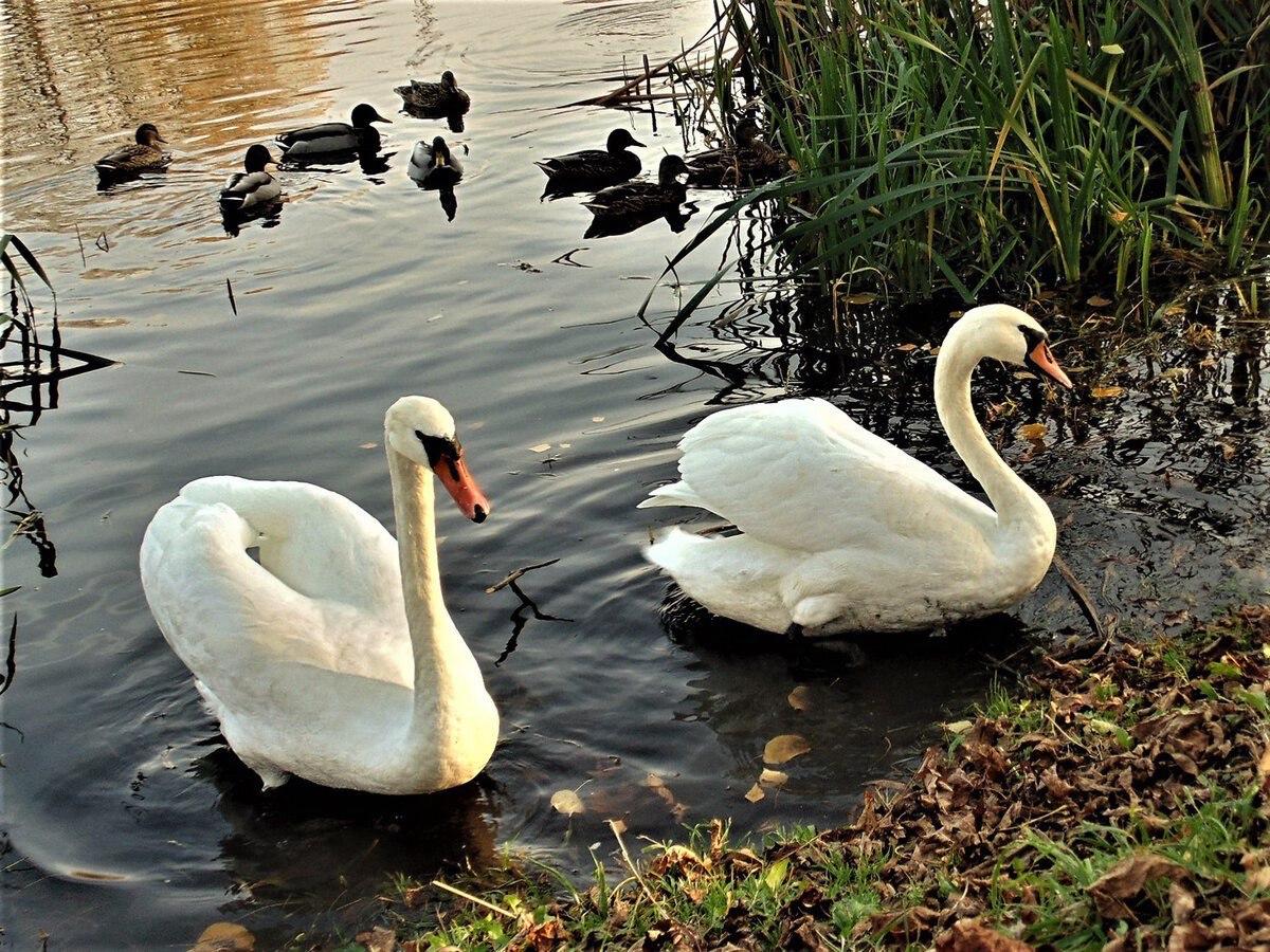 На озеро Шарташ прилетела стая лебедей На озеро Шарташ прилетела стая лебедей