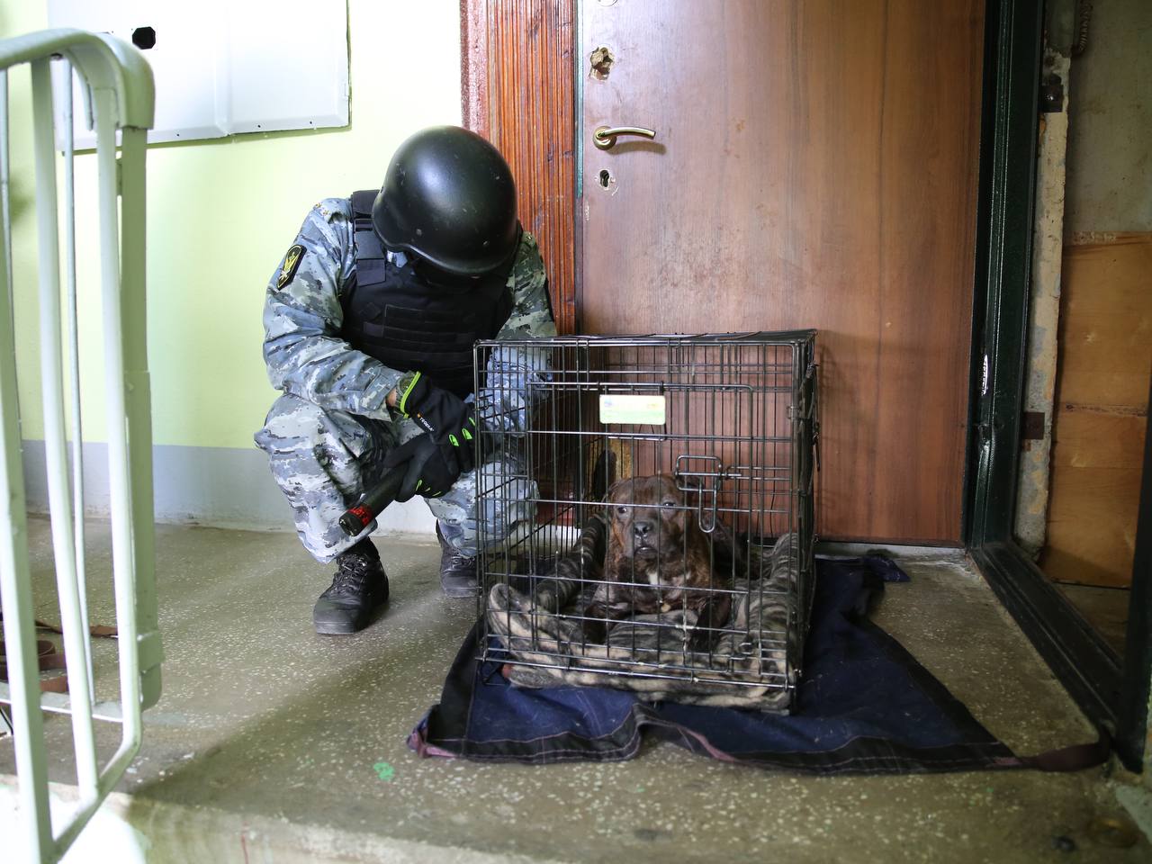 Судебные приставы спасли собак от гибели