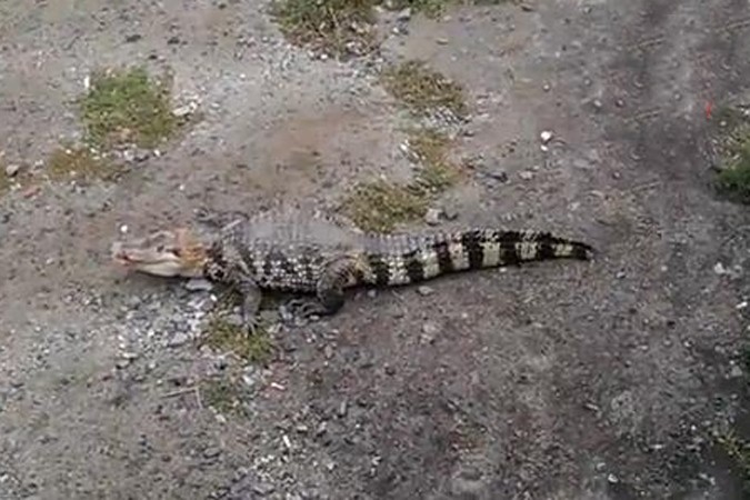 Поиски крокодила в Екатеринбурге прекращены Поиски крокодила в Екатеринбурге прекращены