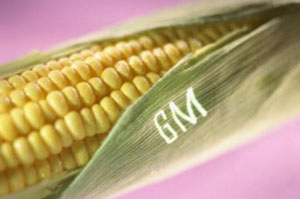 Роспотребнадзор временно запретил трансгенную кукурузу Роспотребнадзор временно запретил трансгенную кукурузу