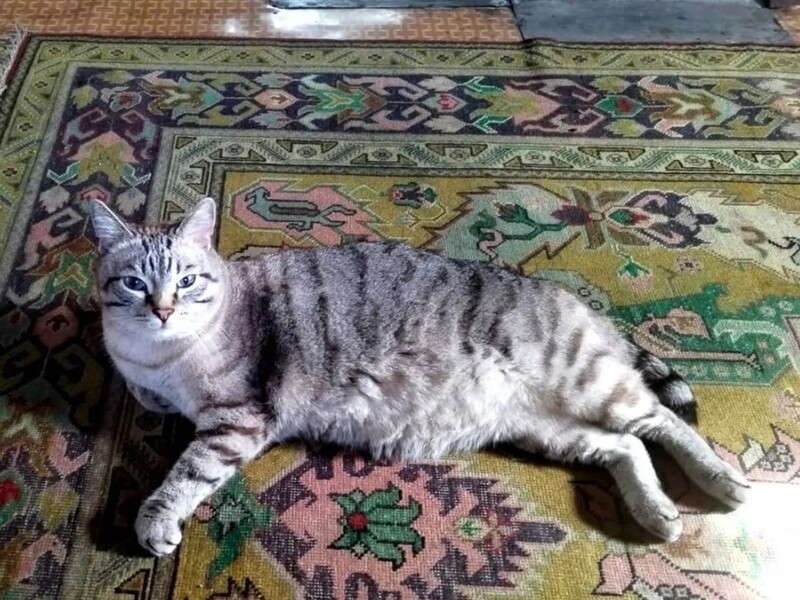 Кот-принц за полмиллиона: свердловчанка продаёт питомца королевских кровей | На Урале продают «кота Принца датского» за полмиллиона рублей