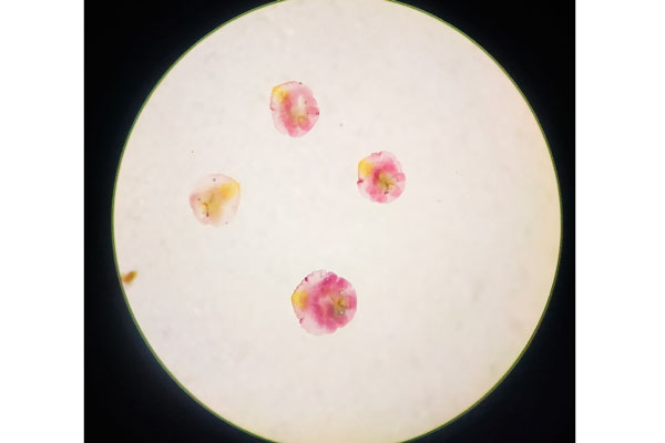 Из Узбекистана прислали внушительную партию яблок с вредителем