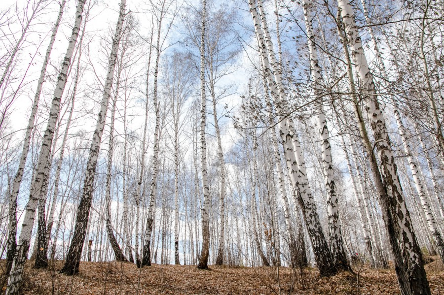 Концепцию благоустройства парка в Краснолесье утвердили в Екатеринбурге | В Екатеринбурге утвердили концепцию благоустройства парка Краснолесья Концепцию благоустройства парка в Краснолесье утвердили в Екатеринбурге | В Екатеринбурге утвердили концепцию благоустройства парка Краснолесья