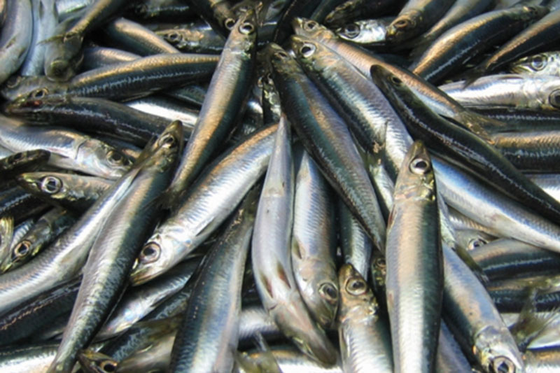 В Свердловской области зафиксирован очередной массовый мор рыбы | На Урале снова массово погибла рыба 