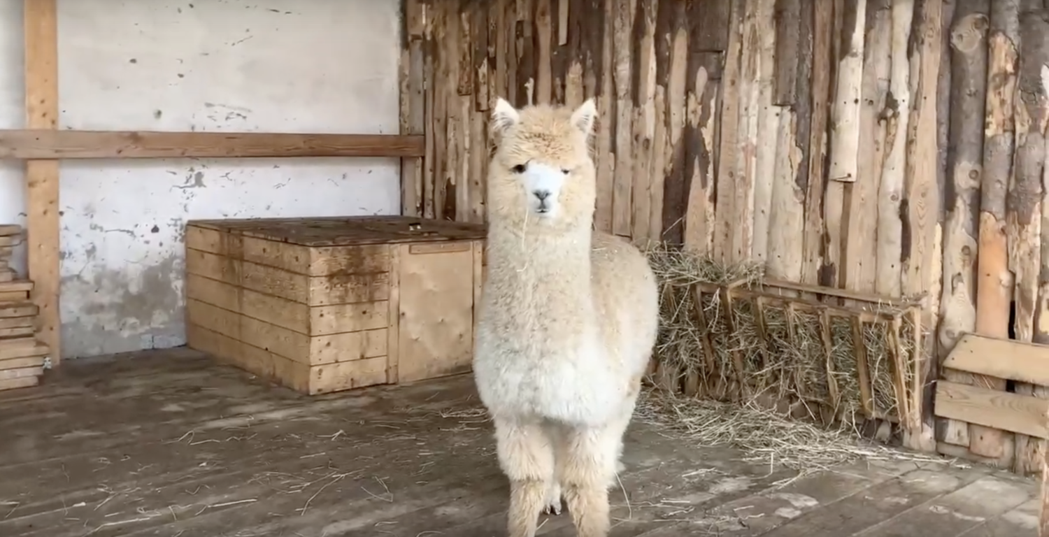 В Пермском зоопарке появился второй самец альпака. Видео
