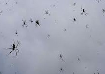 В Бразилии пауки тоннами валились с неба В Бразилии пауки тоннами валились с неба