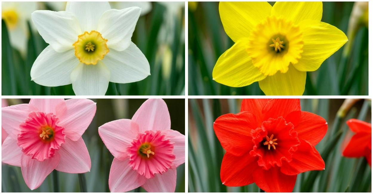 Выберите нарцисс — узнаете, что вам нужно успеть сделать до конца марта: максимально точный психологический тест