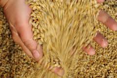 В Оренбургской области аграриев «нагрели» с льготными ценами на топливо В Оренбургской области аграриев «нагрели» с льготными ценами на топливо