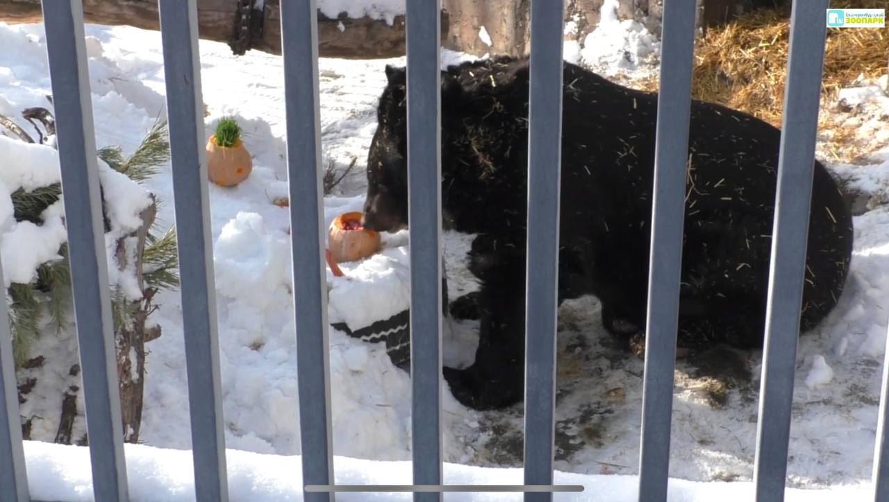 В зоопарке Екатеринбурга вышел из зимней спячки первый медведь