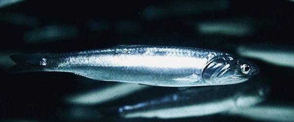 Браконьер из Перми предстанет перед судом за незаконный вылов рыбы