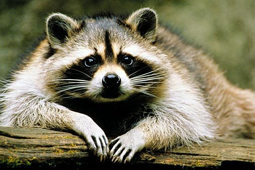 Оттепель в Екатеринбурге: проснулись даже еноты