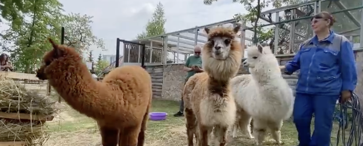 Добро пожаловать, Маруся! Годовалая самка альпака присоединилась к обитателям Челябинского зоопарка Добро пожаловать, Маруся! Годовалая самка альпака присоединилась к обитателям Челябинского зоопарка
