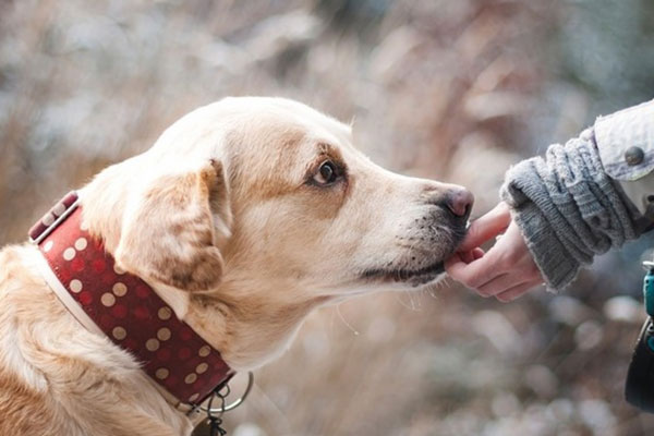 В челябинском посёлке живодёры убили десятерых животных  | В Челябинской области неизвестные отравили десятерых собак 