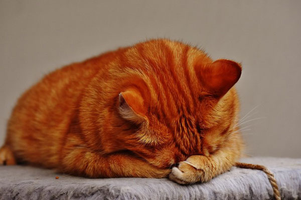 В центре Тюмени выбросил кота с 12 этажа