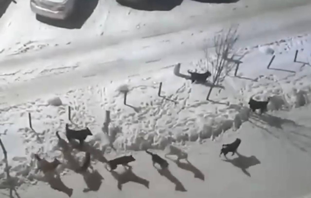 Жители боятся выходить на улицу — по Екатеринбургу гуляет стая агрессивных собак  | Жителей Екатеринбурга напугала стая агрессивных собак 