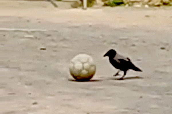Удивительная ворона-футболистка развлекает жителей Каменска-Уральского