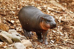 В Екатеринбург прилетел новый житель зоопарка