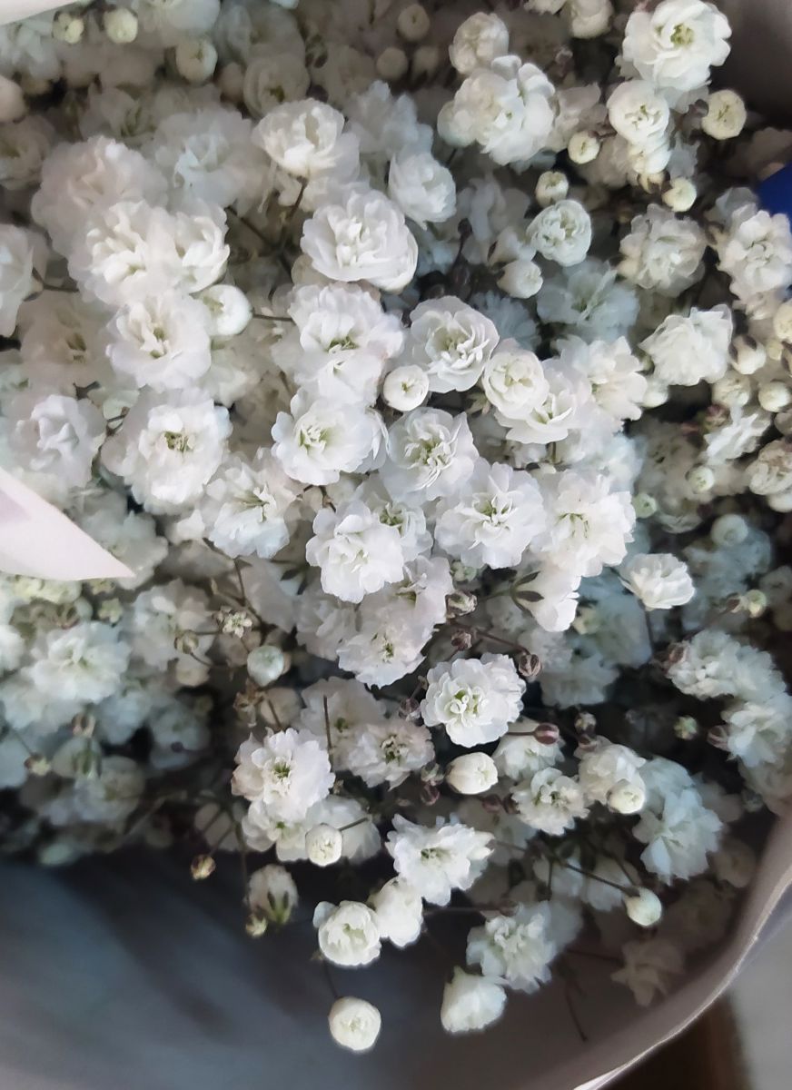 В аэропорту «Кольцово» уничтожена партия зараженных литовских гипсофил В аэропорту «Кольцово» уничтожена партия зараженных литовских гипсофил