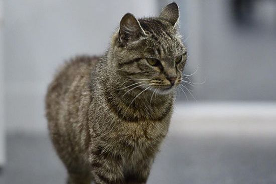 Прожорливая кошка может стать символом Приморья Прожорливая кошка может стать символом Приморья