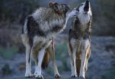 Идет охота на волков, идет охота!