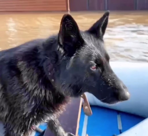 «Обречены на мучительную гибель» — спасатель о ситуации с наводнением в Орске  | Домашние животные погибли при наводнении в Орске 