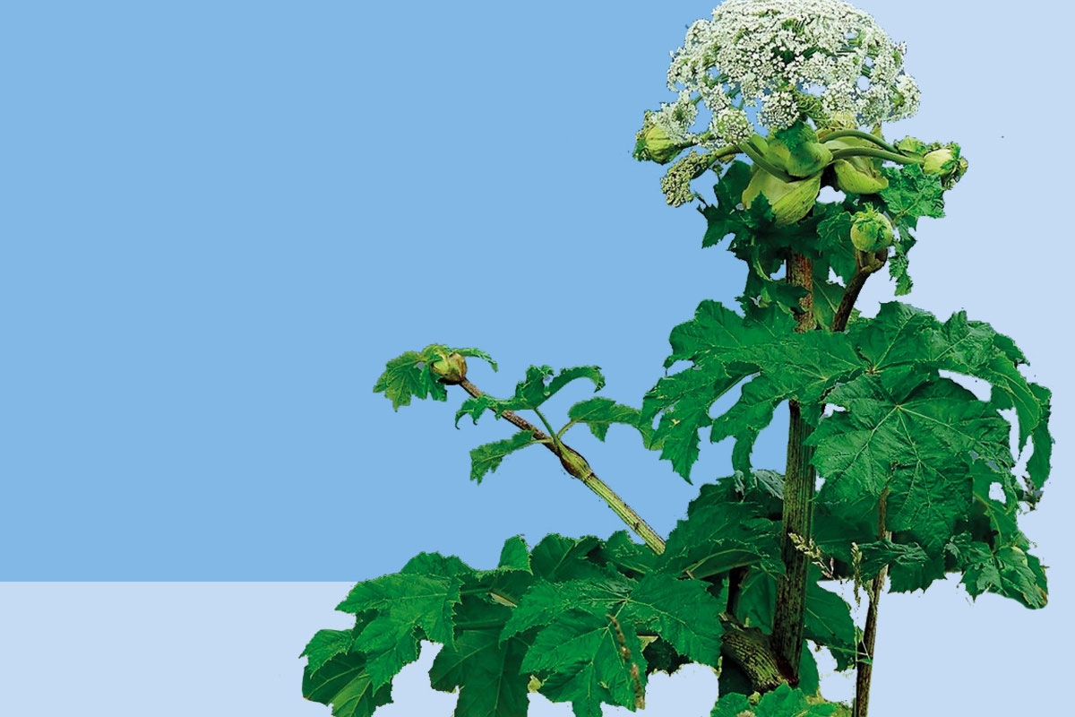 В Свердловской области введут штрафы за борщевик на участках | В регионе начнут штрафовать за борщевик и опасные растения