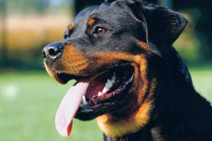 Ротвейлер напал на 24-летнего кунгурца Ротвейлер напал на 24-летнего кунгурца