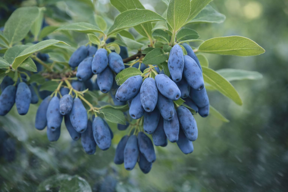 Как подкормить жимолость в апреле, чтобы получить обильный урожай летом | Подкормка жимолости в апреле: как увеличить урожай
