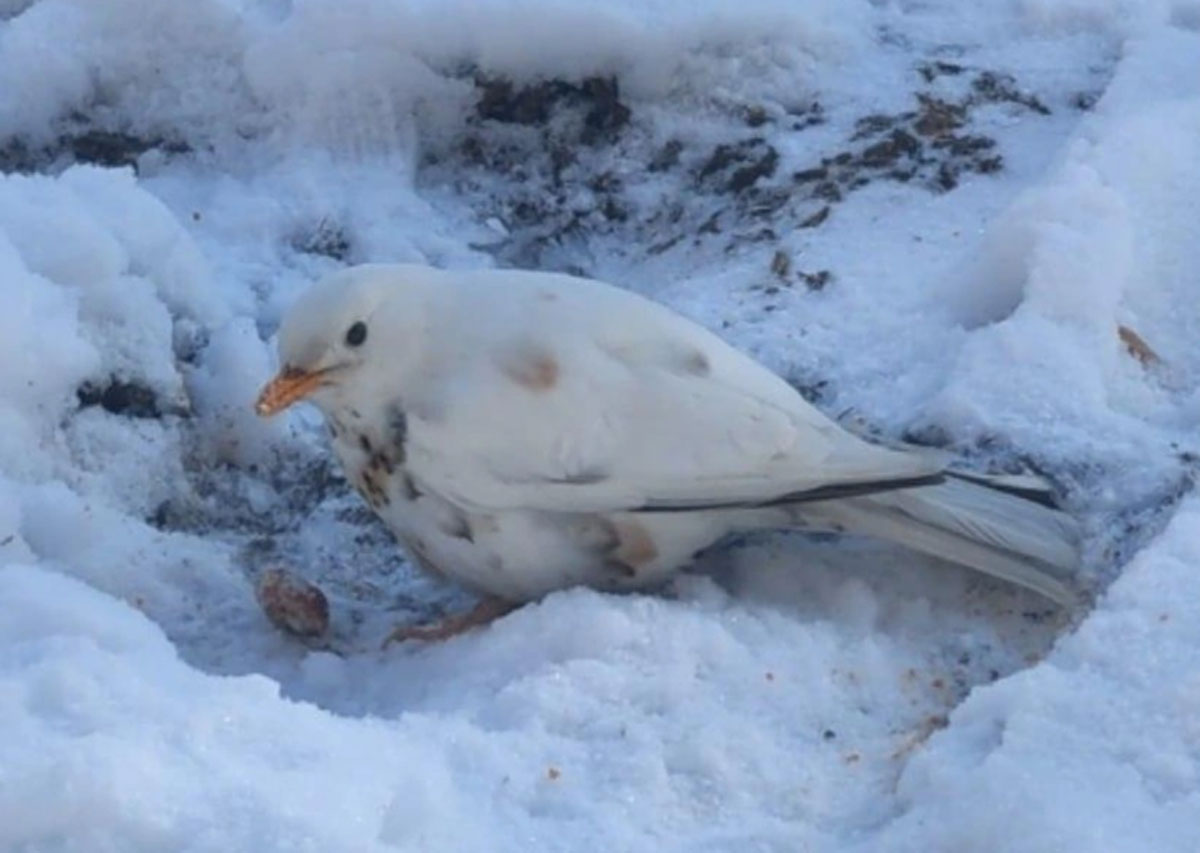 В Екатеринбурге сняли на видео редкого белого дрозда-рябинника | В Екатеринбурге заметили редкого белого дрозда-рябинника